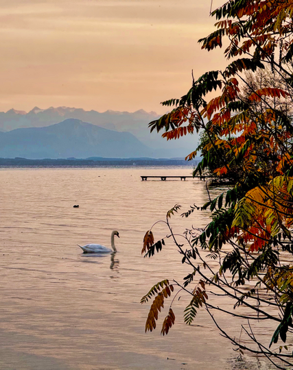 serene lake scene featuring a white swan gliding on the water, surrounded by autumn foliage. In the background, mountains are partially visible under a soft sunset sky, and a wooden dock extends into the lake.
