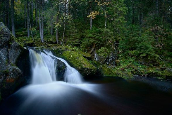 A silky waterfall cascades gently over moss-covered rocks into a dark, still forest pool. Its smooth, white flow contrasts with the deep, emerald green of the surrounding spruce and fir trees. The dense woodland, carpeted with vibrant ferns and golden leaves scattered across the ground, frames the scene, cloaking it in an air of ancient tranquillity. The quiet rush of the waterfall and the soft green of the forest encourage to pause and enjoy a moment of peace in nature's embrace.