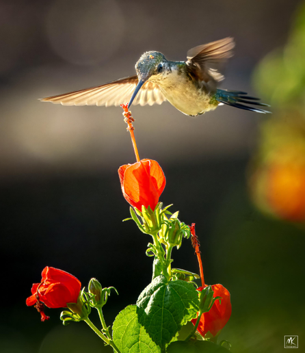 Color photo of a hummingbird hovering above the tip of a red Turks Cap flower.