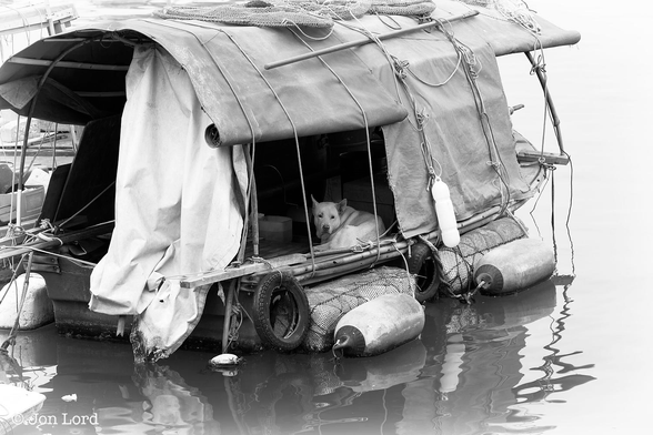 This is a black and white photo in landscape format of a large dog looking up from a small, rough and unseaworthy looking houseboat in the Causeway Bay Typhoon Shelter, Hong Kong (2013).
The houseboat fills most of the image with just a small amount of dark, still water surrounding the boat along the lower and right margins. Most of the hull of the houseboat is obscured to the point that the bow and stern are unclear. The view is oblique with it angled at around forty-five degrees across the photo. On the boat's side closest to to the camera are a pair of large rectangular polystyrene foam blocks wrapped in nets with a boat's fenders secured on the outside, whether these are to aid floatation or act as a fender - who knows ? The roof of the boat has arched supports running across and long bamboo poles along the boat allowing a sheets of fabric cover to be stretched across. Part of this has been rolled upwards forming a rectangular window-like opening. Inside is our dog. The dog is large, pale in tone, curled up with it's head raised and facing the camera. During this period there was a large floating community in this urban typhoon shelter. Most if not all the boats were less than eight metres long and were repurposed boats or anything else that could float.