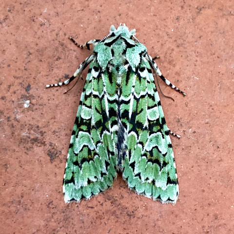 Overhead shot of a 2.5cm moth on terracotta. It is arrowhead shaped and chunky. It is strikingly marked in bright sage green and black mosaic all over. It has black and white horizontal striped legs.