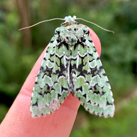 A 2.5cm arrowhead shaped moth on a finger.  It is a striking mosaic of sage green and black. It has two wiry antennae pointing left and right. It's wings are slightly blurred in the bottom corners as it is vibrating to warm up in preparation for takeoff.