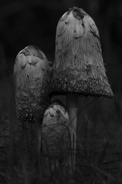 A vertical image in black and white of three shaggy ink cap mushrooms, coprinus comatus, standing close together in the grass. They all have some facial expressions on their caps. The talllest one to the right looks pretty happy, the middle one to the left looks as if it is singing with eyes closed, and the smallest one in the middle and infront of the other two looks like it is singing loudly.