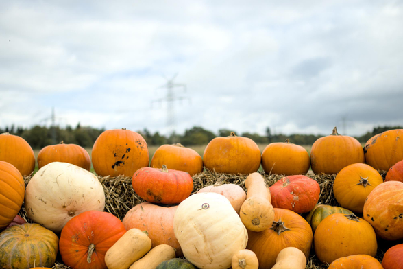 Verschiedene orangefarbene, weiße und grüne Kürbisse und Kürbisgewächse auf Heuballen im Freien unter bewölktem Himmel.