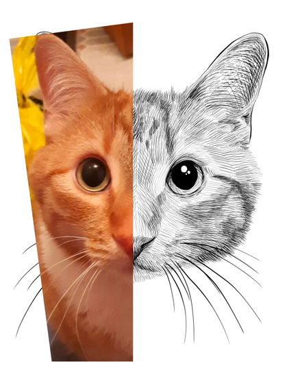  Black and white drawing of a ginger cat named Desmond, with the left half of the image being the reference.