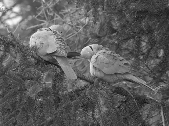 Birds, closeup, black and white, photo