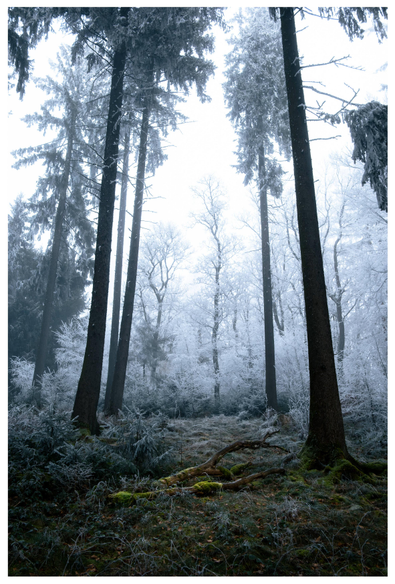A snowy forest scene with tall trees, bare branches, and a frost-covered ground. The sky is overcast, creating a serene and quiet atmosphere. In the foreground is a moss-covered tree trunk.