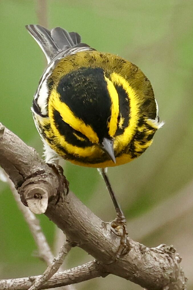 an odd view of a bird in dynamic yellow and black colors similar to some street signs