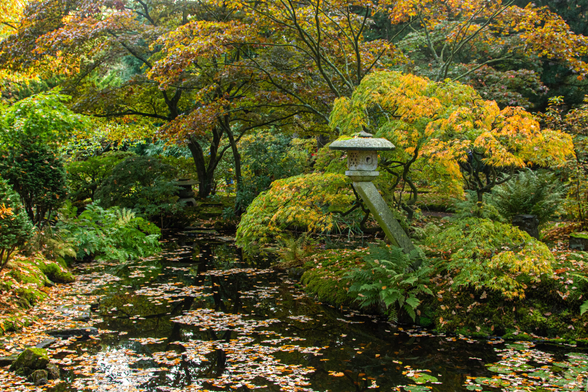 View of a pond surrounded by shrubs in yellow and brown-red autumn colors. These are mainly various types of Japanese Acer, which grow as low and tall shrubs around the pond. The pond is strewn with brown-red leaves. On the right is a stone Japanese ornament, a lantern that extends partially over the water on a slanting base.
