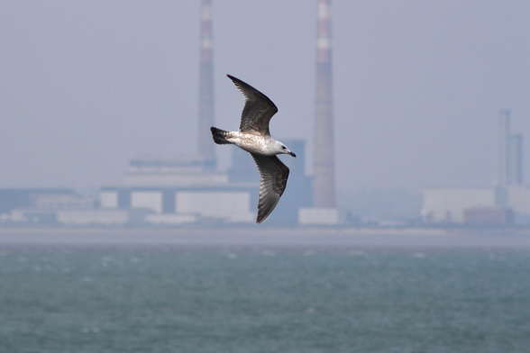 das bild im querformat zeigt eine möwe im flug über dem meer. im hintergrund sind industrieanlagen oder kraftwerke im dunst zu sehen.