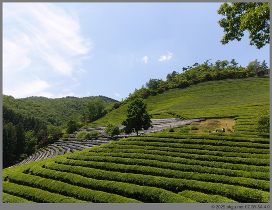 Daehandawon(Daehan tea plantation), Boseong, Jeollanam-do, Korea.