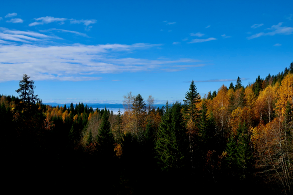 From an uphill, overlooking a forest with yellow and golden leaves towards a valley, barely visible as a white stripe of fog that is lying heavy over the valley, in front of blue mountains. The sky is blue with some veil clouds. 