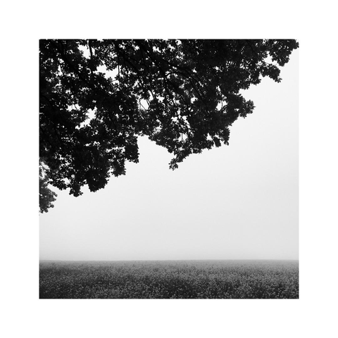 a square monochrome image showing a little peek into a hazy landscape. at the top there's a radial crop of a tree, at the very bottom there's a dark field. in the distance there's only white fog