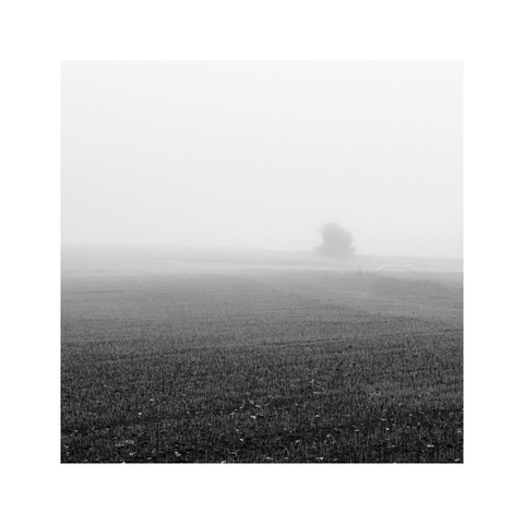 a square monochrome image of a hazy field. the soil is dark, in the distance there's a little bush