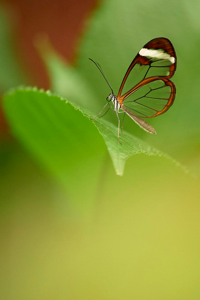 A delicate glasswing butterfly (Greta oto) perches on the edge of a vibrant green leaf. Shown in sharp focus from the side, the butterfly's long, slender legs and distinctive transparent wings, edged with brown and marked with a white stripe, are highlighted. The translucent quality of its wings allows the green background to filter through softly, creating a harmonious blend of colour. Its delicate antennae arch forward and its thin, intricate body structure is clearly visible, emphasising its fragile beauty and unique adaptations.