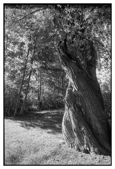 Black and white photograph in portrait orientation. A tree trunk with a screw like structure. Some grass and other trees form the surroundings.