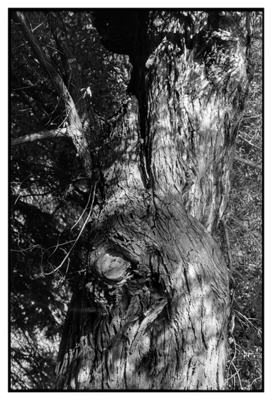 Black and white photograph in portrait orientation. Part of a tree trunk with a  strong structure in the bark.