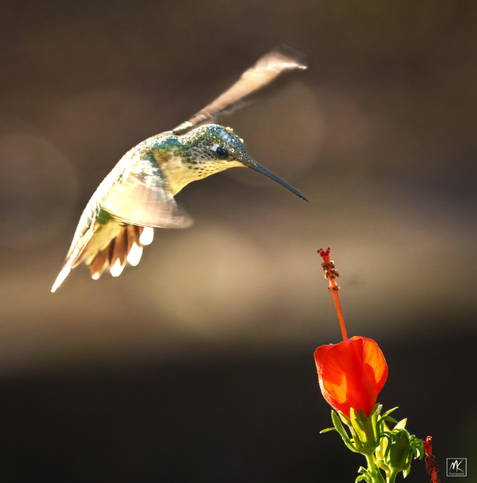 Color photo of a hummingbird in the air approaching a red flower. 
