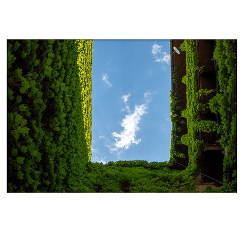 The inner courtyard wall of a downtown apartment building was completely overgrown with wild grapes. I photographed the courtyard with the camera pointed upwards, so the green walls framed the blue sky with white clouds floating on it.