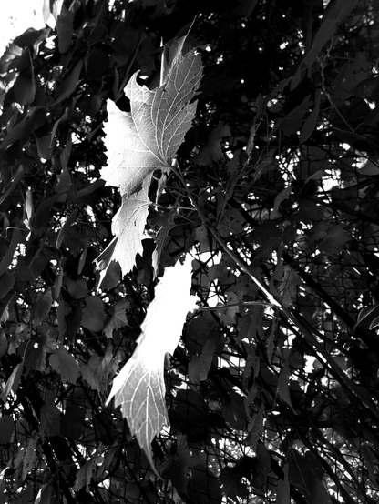 Black and white photograph of two large ivy leaves, their veins visible, in front of a wire mesh fence, with smaller leaves and branches creating depth.