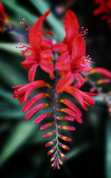 A close-up of a vibrant cluster of tubular, red flowers, likely from the genus Crocosmia. The flowers are arranged along a central stem, each blooming in a vivid crimson hue with delicate yellow-tipped stamens. The petals are slightly curved, adding texture and depth to the inflorescence. The background is softly blurred, allowing the striking red flowers to stand out prominently against the green foliage.