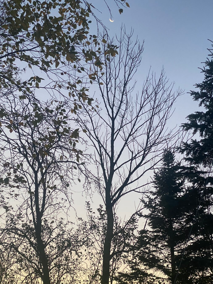 Bright crescent moon above backlit bare trees with graduated morning light behind them, yellow at the horizon fading to blue above.