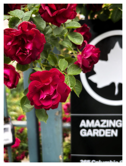 A cluster of red Damask roses and leaves spills over the top of a green metal garden fence. Attached to the fence is a sign, slightly out of focus, displaying the logo of the NYC Parks Department (a leaf outline inside a circle) and the words AMAZING GARDEN.