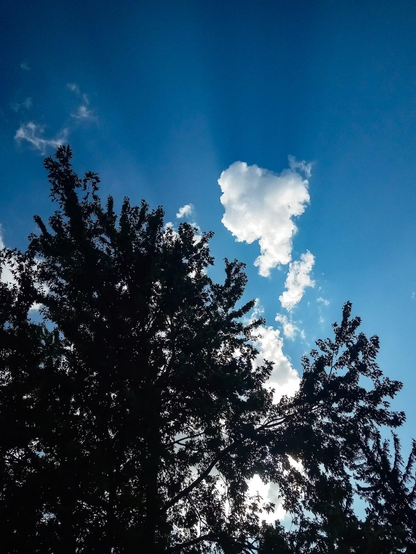 As the sun begins to set small white clouds catch the sunlight and cause dark and light streaks to be seen in the blue sky. A large silhouette of a tree can be seen on the left bottom of the image.