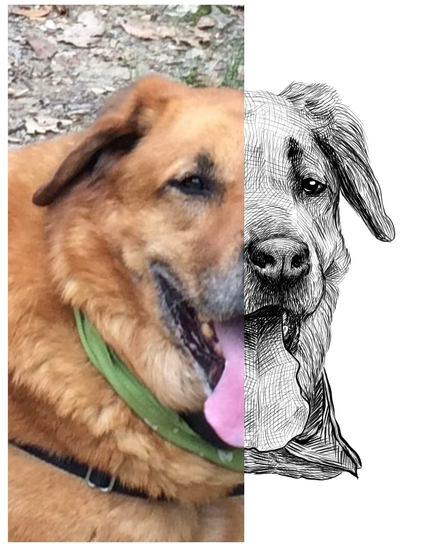 Black and white drawing of a dog named Max, with the left half of the image being the reference.