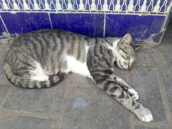 Tabby and white cat sleeping quietly on cobblestones, Essaouira, Morocco.
Behind the cat, beautiful mosaics.