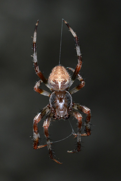 A photo of a spider hanging from a web.