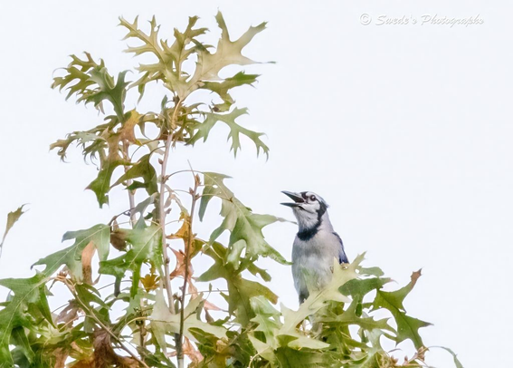 "A single blue jay perches near the top of an oak tree, framed by a canopy of green leaves tinged with early yellow. The bird faces to the right, its beak open mid-call, as if issuing a proclamation to the sky. Its plumage is striking—vivid blue wings and tail edged in black and white, a soft gray chest, and a bold crest that rises like a ceremonial crown. The jay’s posture is dynamic, alert and vocal, with its body angled slightly forward as if ready to leap into flight or argument. The oak leaves around it rustle in quiet accompaniment, their textures rough and mottled, catching the light against a bright, overcast sky. The background is pale and luminous, making the bird’s colors pop like a sovereign seal against parchment. The image captures a moment of interaction—between bird and branch, voice and sky, stillness and motion. In the top right corner, the photograph bears the signature “Swede’s Photographs,” a quiet mark of authorship on this arboreal dispatch." Microsoft Copilot