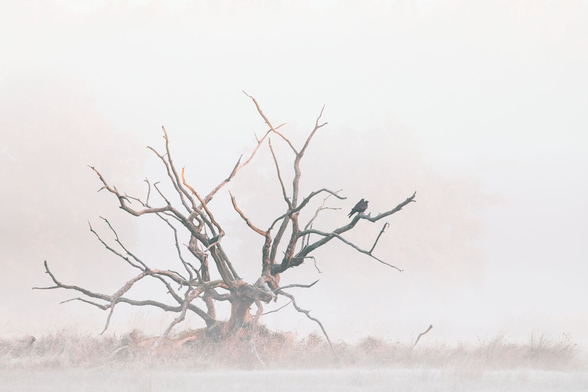 DE: Ein einzelner Baum mit kahlen Ästen steht in dichtem Nebel, auf einem seiner Äste sitzen zwei dunkle Vögel.

Das Bild zeigt einen leblosen Baum mit vielen verzweigten, kahlen Ästen. Der Baum steht auf einem Feld, das ebenfalls von dichtem Nebel bedeckt ist. Der Nebel ist so dicht, dass der Hintergrund fast vollständig verschwommen ist und nur schemenhaft Vegetation und Boden zu erkennen sind. 

EN: A single tree with bare branches stands in thick fog, two dark birds sit on one of its branches.

The image shows a lifeless tree with many branched, bare branches. The tree stands in a field that is also covered in thick fog. The fog is so dense that the background is almost completely blurred and only vague outlines of vegetation and ground can be seen.