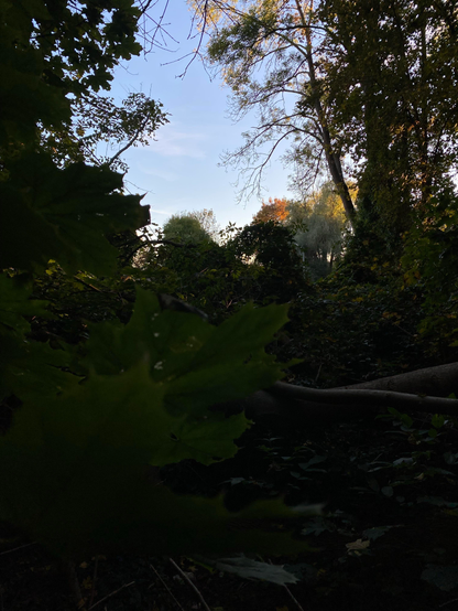 A scene inside a small forest.
In the foreground there are dark green acorn leaves, a fallen dark trunk and dark bushes and ivy.
On both edges of the photo there are trees in the shadow.
Only in the background there is light on some colourful yellow, orange and green trees.
The sky is bright blue with some dashes of white clouds.
