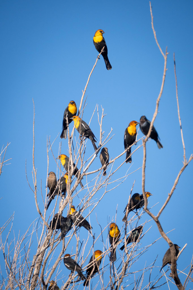 More than one dozen birds with brilliant yellow heads and chests perch in the bare branches of a tree. The birds’ lower half and wings are black. The sky behind them is a clear blue.