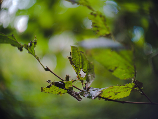 Coulor picture of a branch with leefs