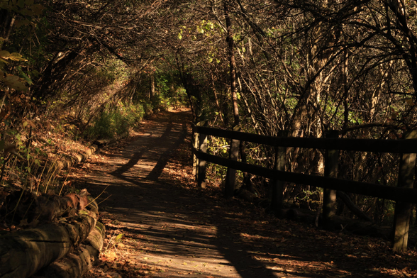 This photo is taken during the Autumn along an accessible hiking trail. Many leaves have fallen from the low level bushes and trees. The branches extend from one side to the other over the trail forming an arch. There is a railing on the right side of the trail and the sun is casting  shadows from it onto the trail which appear as trolly tracks on the ground. The bushes and trees arching over the trail look somewhat "gnarly".