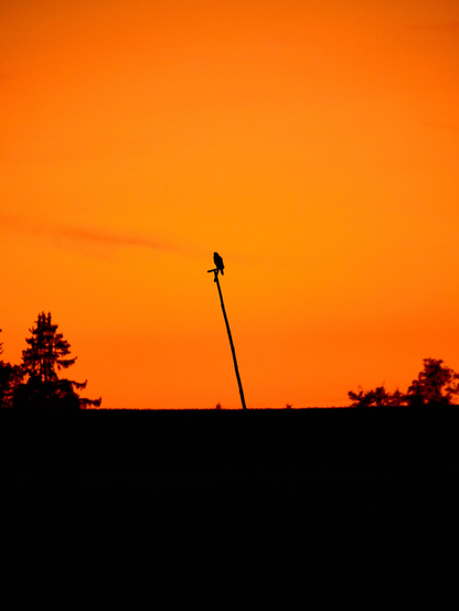 The contrast of a bird sitting on a pole. In the background a beautiful bright orange sunset.
