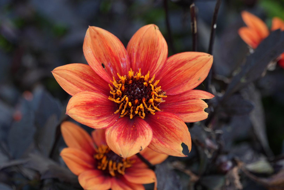 Das Bild zeigt die freurig-orange-rote Blüte der Pflanze, umgeben vom kohle-schwarzem Blattwerk. Laut Flora Incognita handelt es sich um eine Vertreterin der Dahlien.