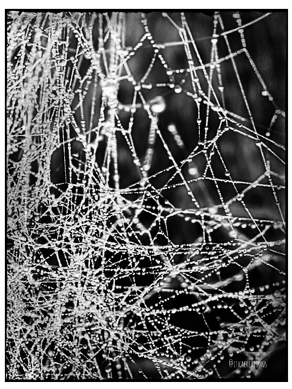 Fils de soie entremêlés entièrement recouverts de gouttes de rosée