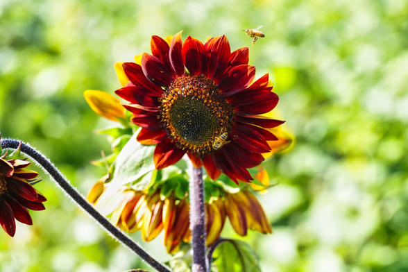 A vibrant red sunflower with a dark center is in focus, surrounded by green foliage. Two bees hover around the flower, suggesting a lively scene.