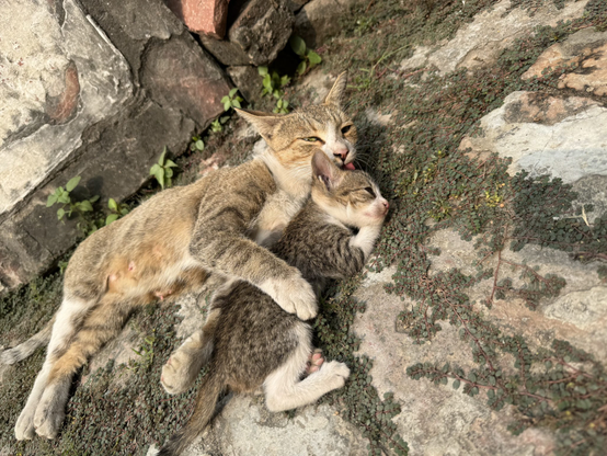 Awww best friends forever. Big cat laying next to small kitten on the ground