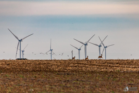 chevreuil courant dans la Beauce avec des éoliennes en arrière plan