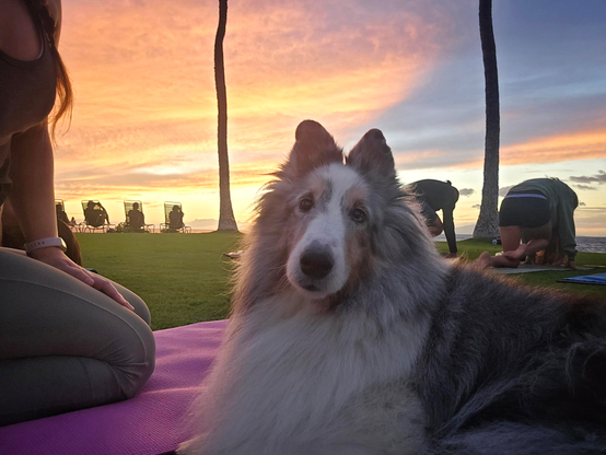 A dog sits among a group of people doing yoga. A sunset over the ocean is in the background.