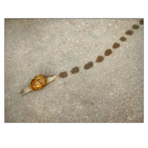 A snail passes by and leaves darker oval marks on the light gray stone, one after the other.