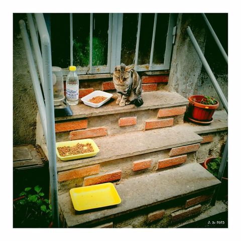Color photo of a cat sitting on the top of stairs leading to an entrance. There are three plates on the stairs - two full of cat food, one empty.