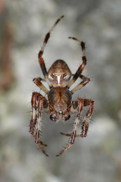 A photo of a spider hanging from a web.