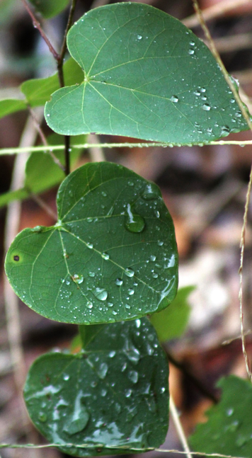 Rain on leaves