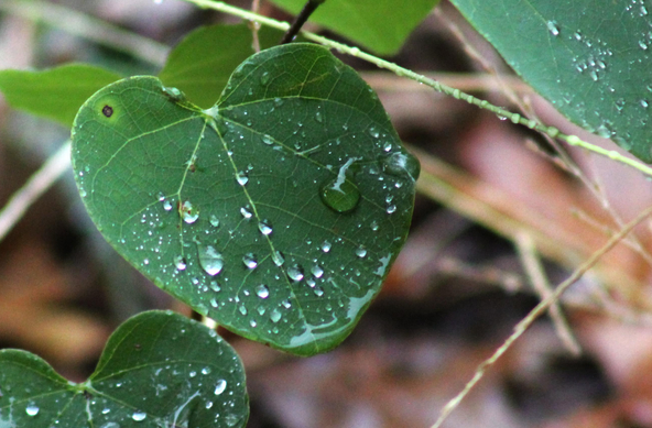 Rain on leaves