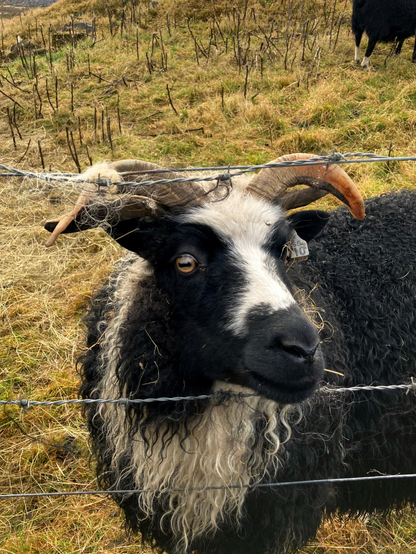 A friendly black and white sheep sticking its head through a barbed wire fence.
